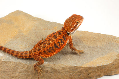 Red Tiger Leatherback Bearded Dragon