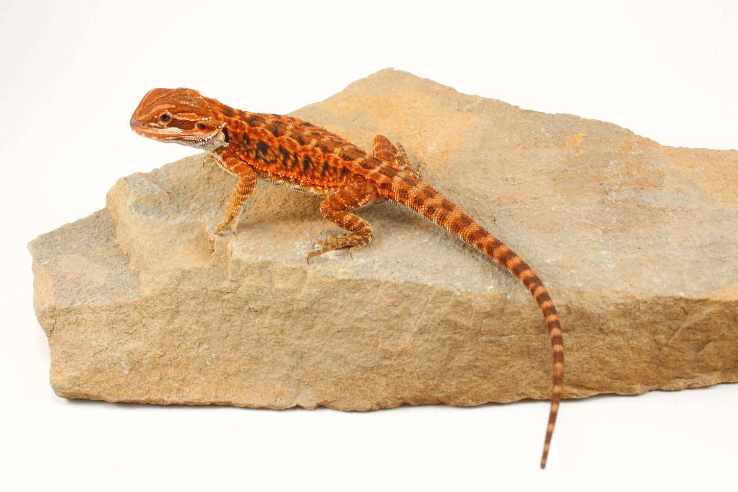 Red Tiger Leatherback Bearded Dragon