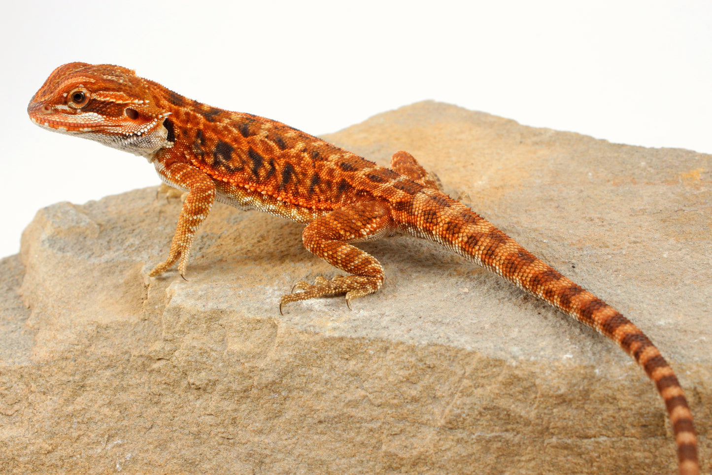 Red Tiger Leatherback Bearded Dragon