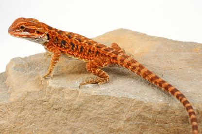 Red Tiger Leatherback Bearded Dragon
