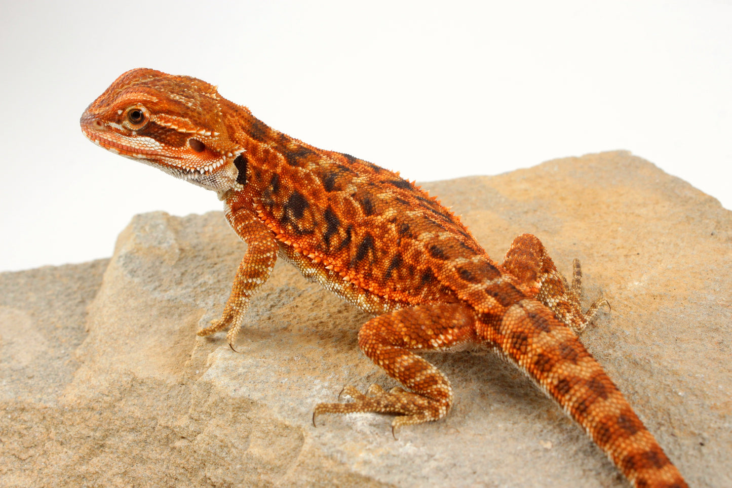 Red Tiger Leatherback Bearded Dragon