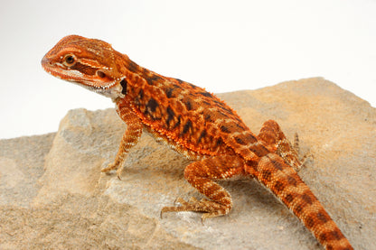 Red Tiger Leatherback Bearded Dragon