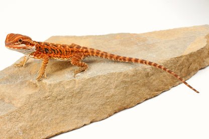 Red Tiger Leatherback Bearded Dragon
