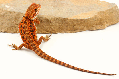 Red Tiger Leatherback Bearded Dragon