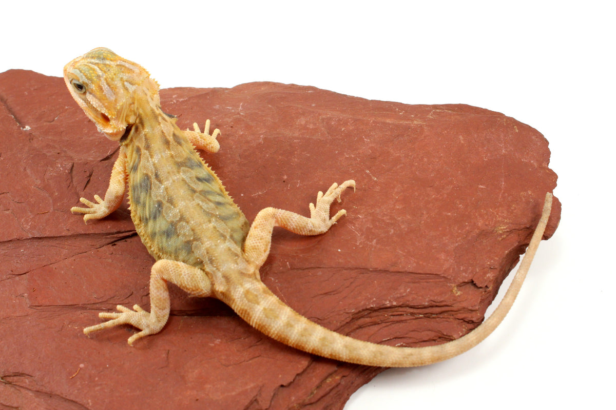 Hypo Translucent Leatherback Tiger Bearded Dragon