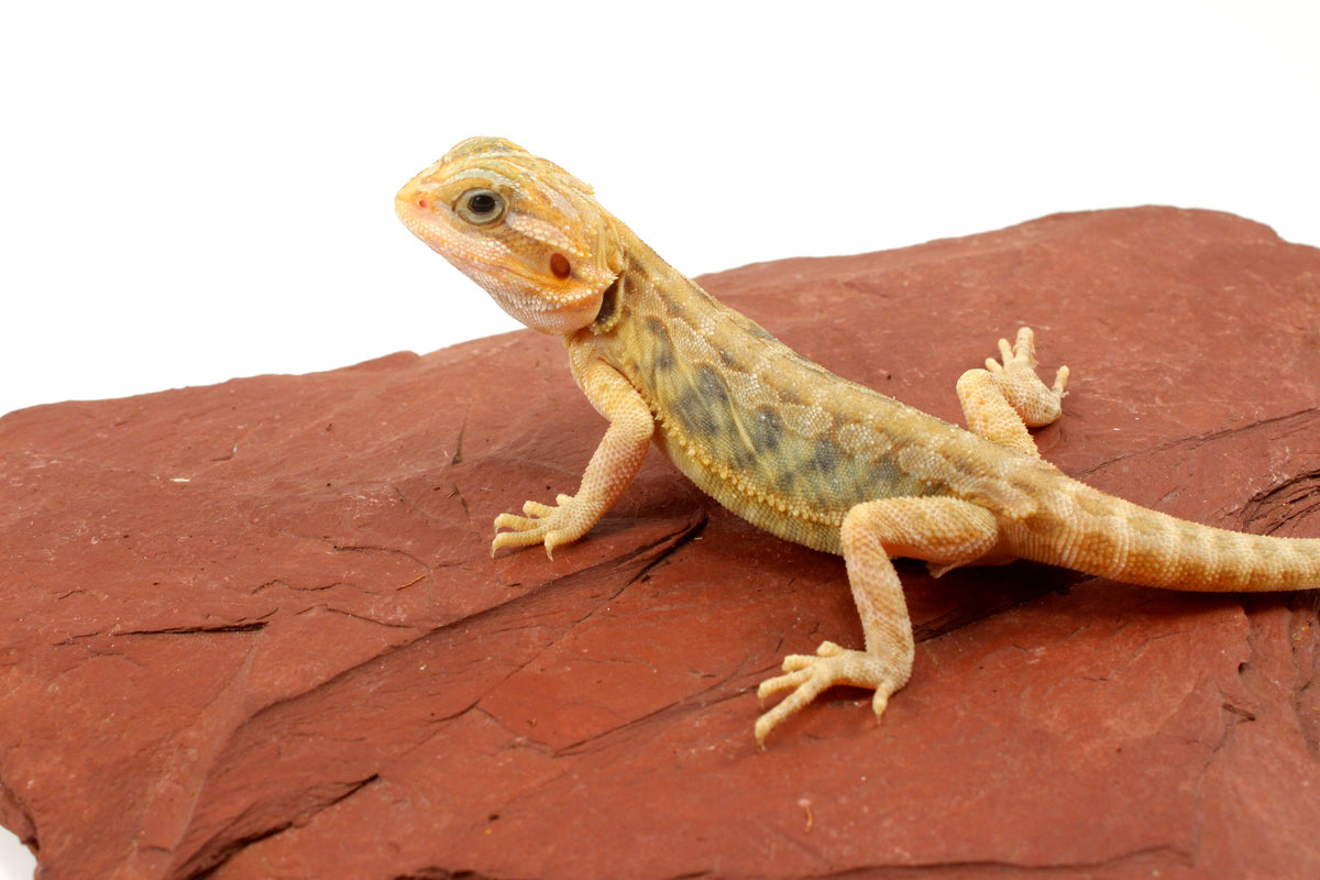 Hypo Translucent Leatherback Tiger Bearded Dragon