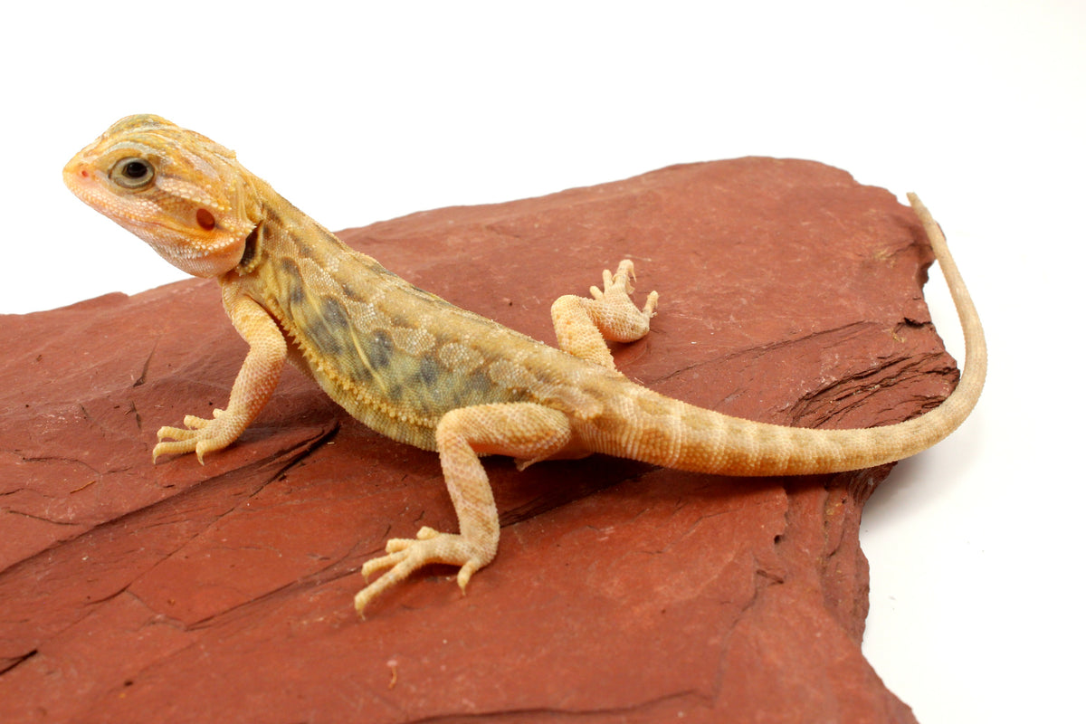 Hypo Translucent Leatherback Tiger Bearded Dragon