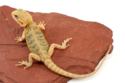 Hypo Translucent Leatherback Tiger Bearded Dragon