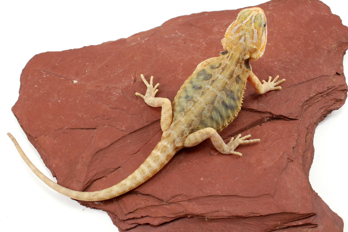Hypo Translucent Leatherback Tiger Bearded Dragon