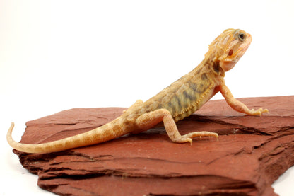 Hypo Translucent Leatherback Tiger Bearded Dragon