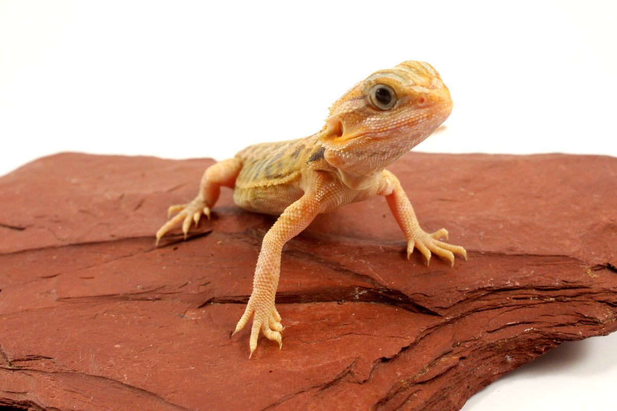 Hypo Translucent Leatherback Tiger Bearded Dragon