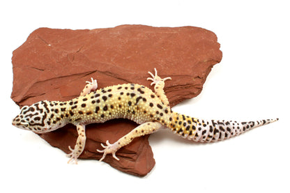 High Yellow Leopard Gecko
