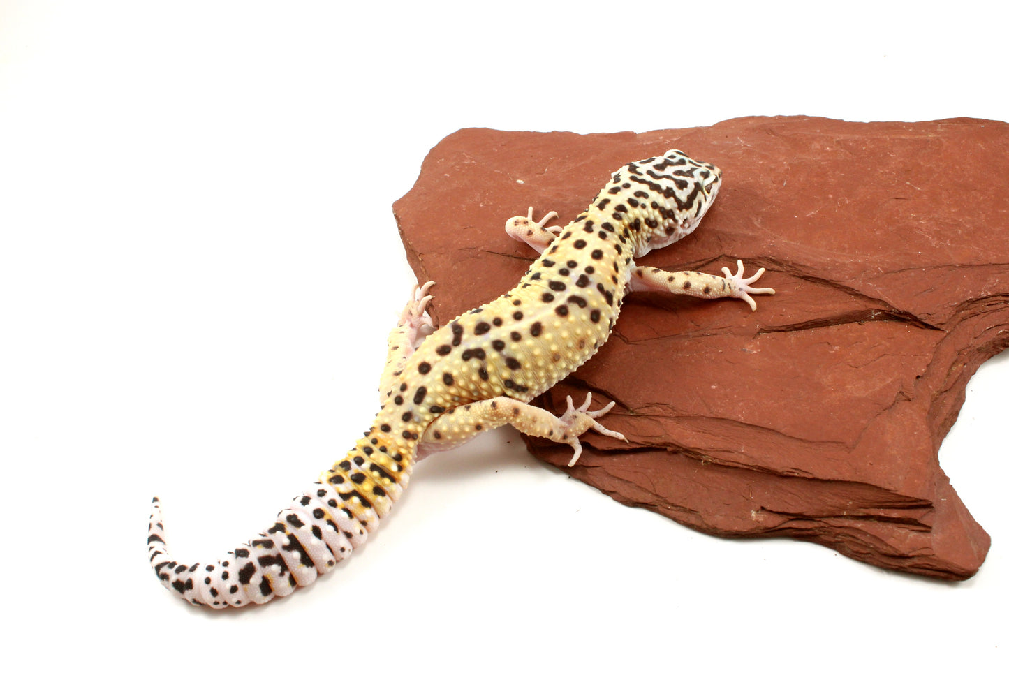 High Yellow Leopard Gecko