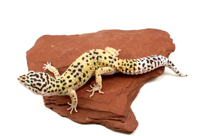 High Yellow Leopard Gecko