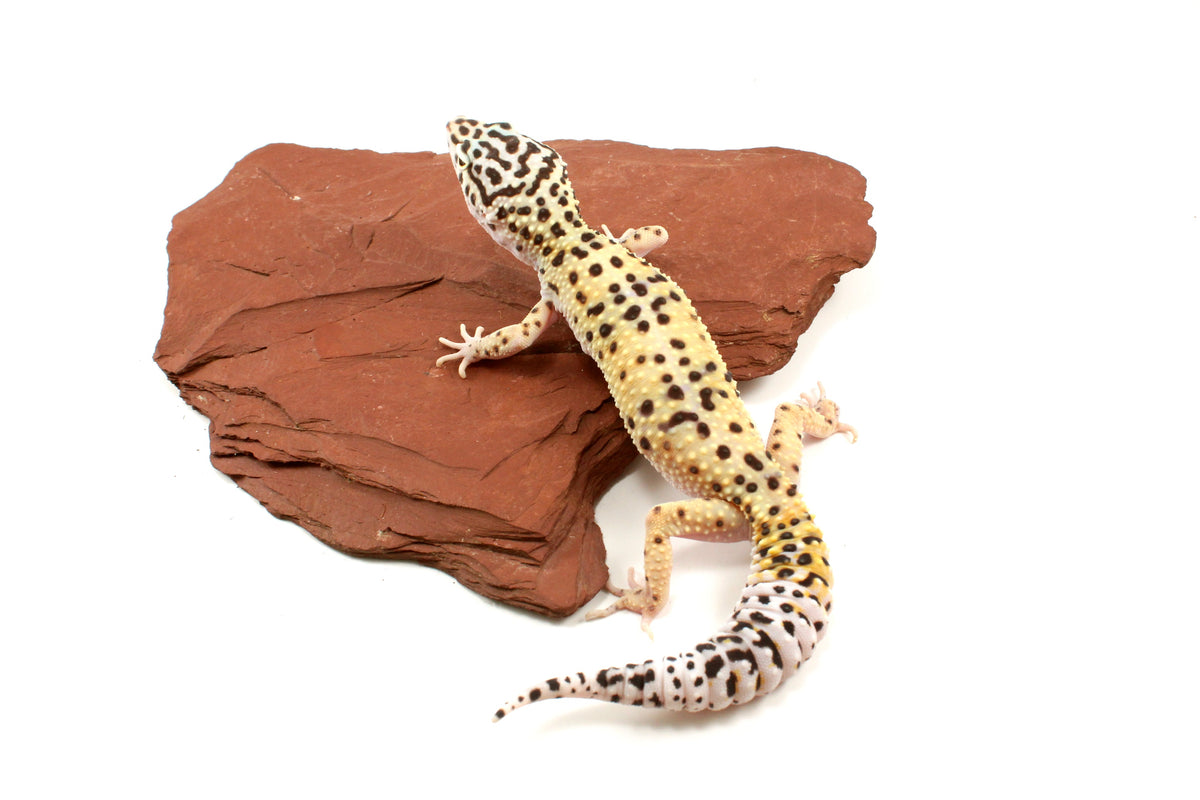 High Yellow Leopard Gecko