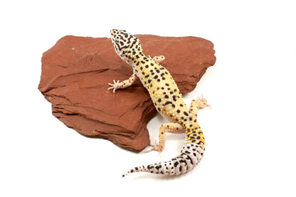 High Yellow Leopard Gecko