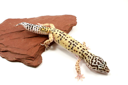 High Yellow Leopard Gecko