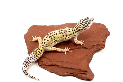 High Yellow Leopard Gecko