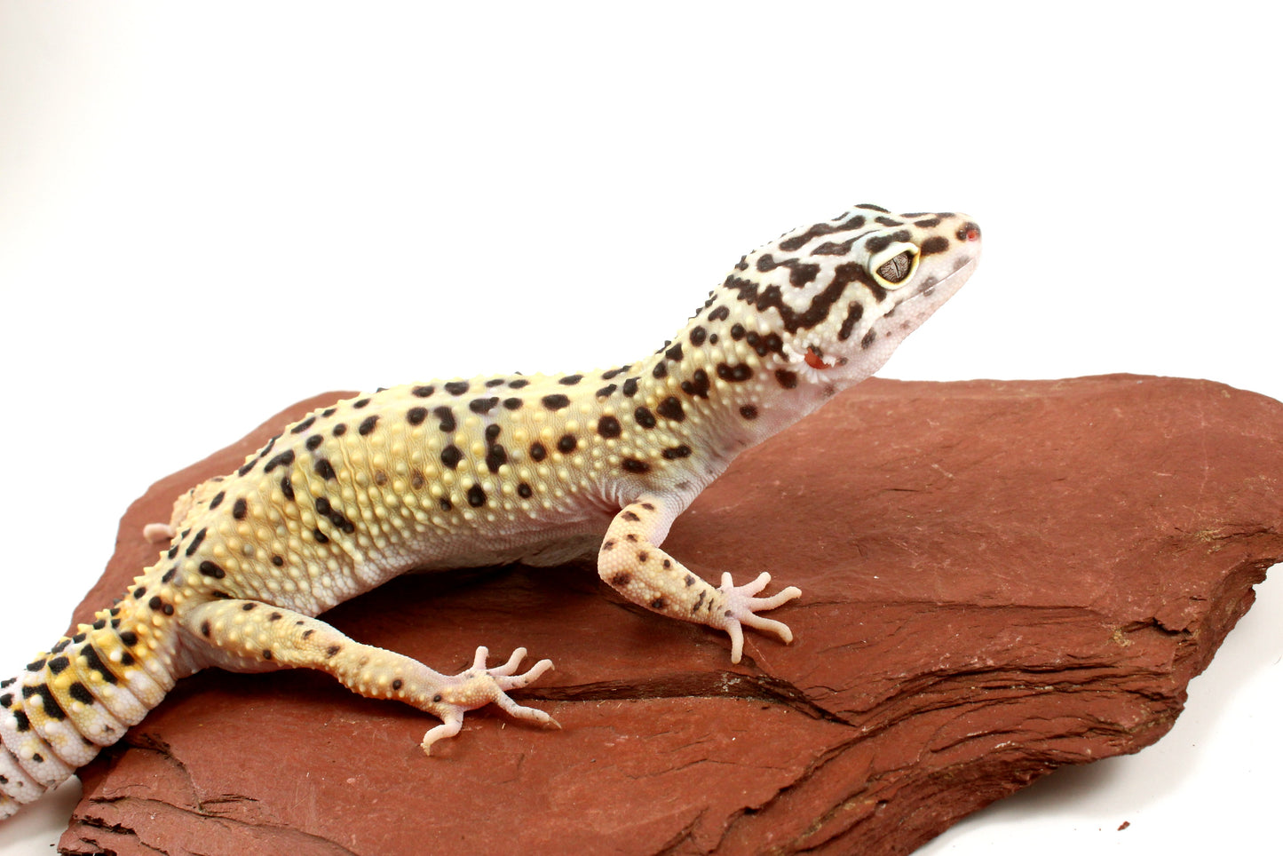 High Yellow Leopard Gecko