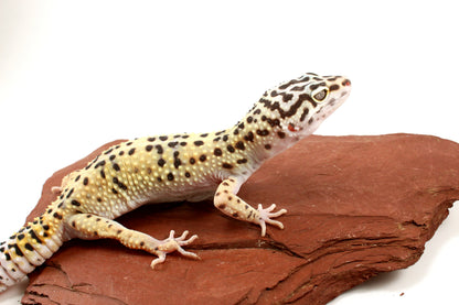 High Yellow Leopard Gecko