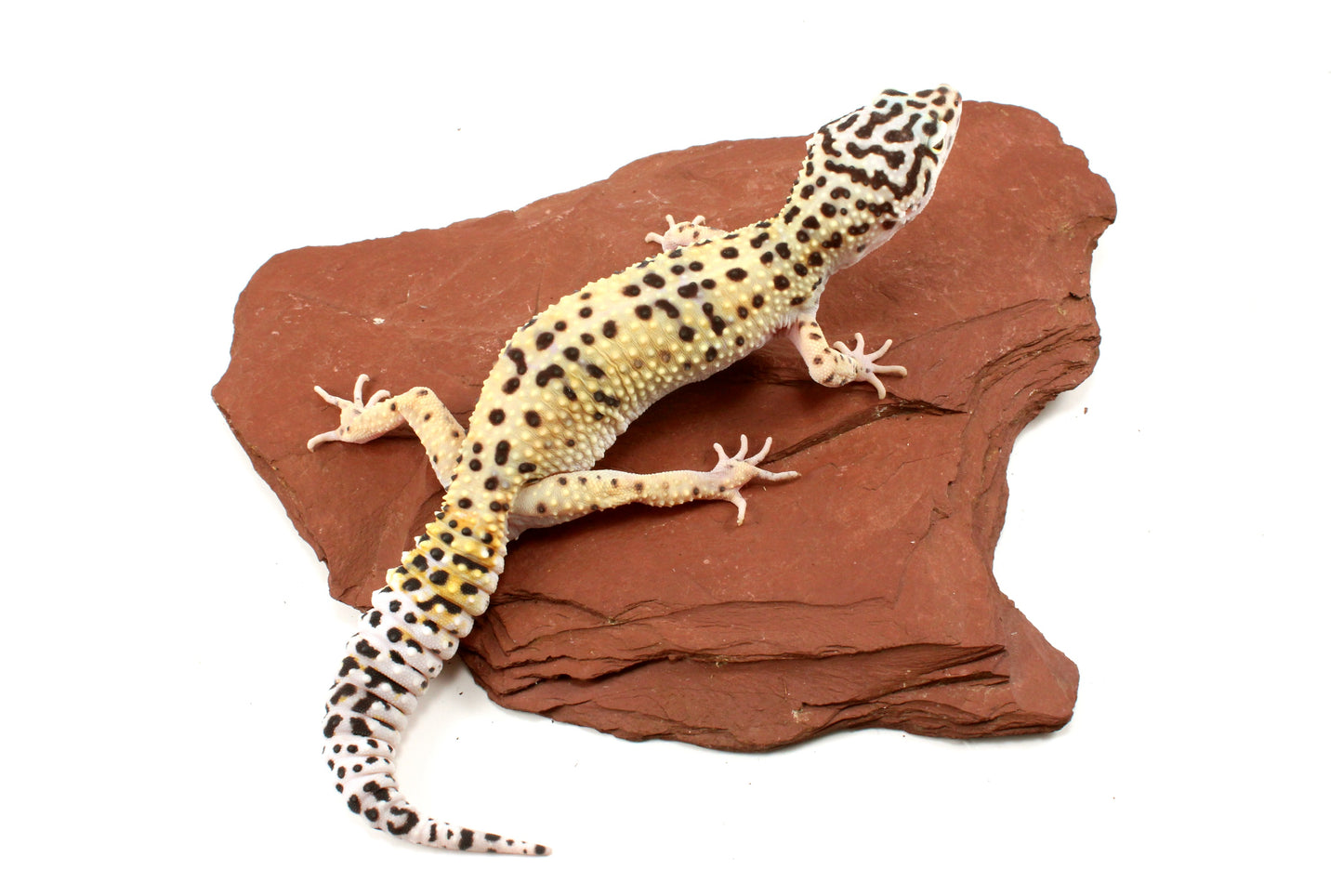 High Yellow Leopard Gecko