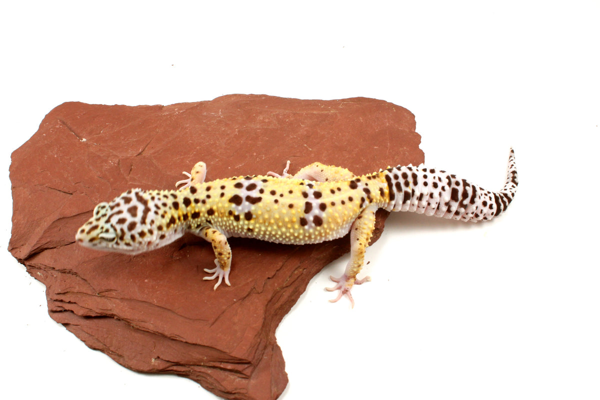High Yellow Leopard Gecko