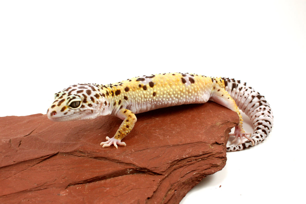 High Yellow Leopard Gecko