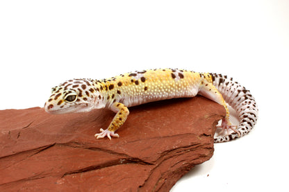 High Yellow Leopard Gecko