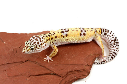 High Yellow Leopard Gecko