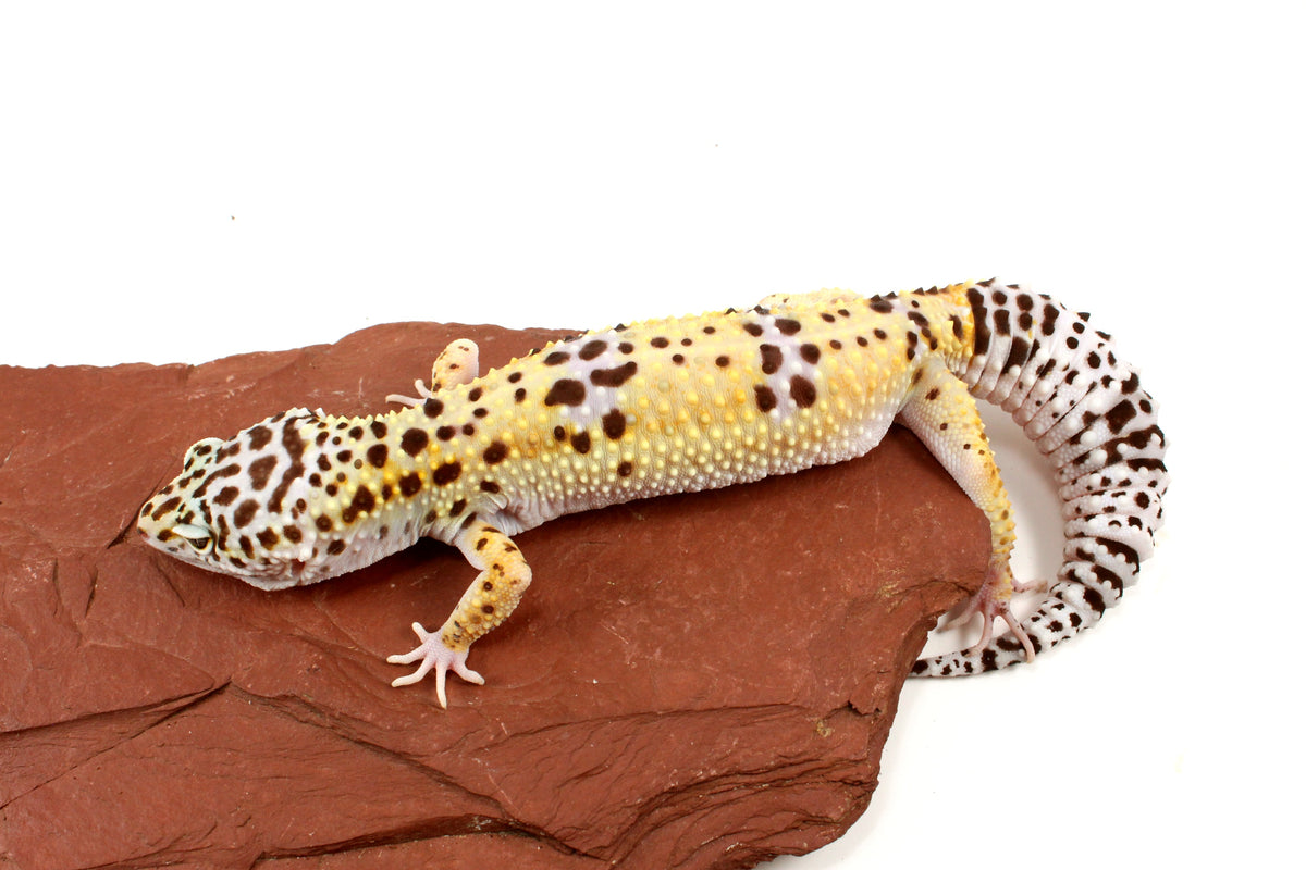 High Yellow Leopard Gecko