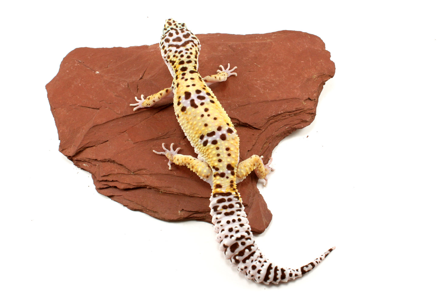 High Yellow Leopard Gecko