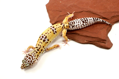 High Yellow Leopard Gecko