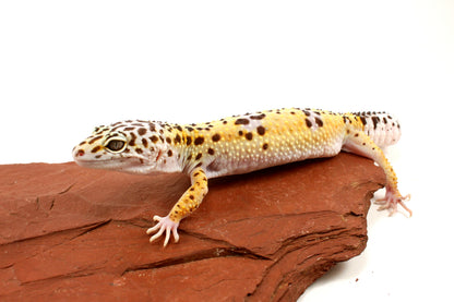 High Yellow Leopard Gecko