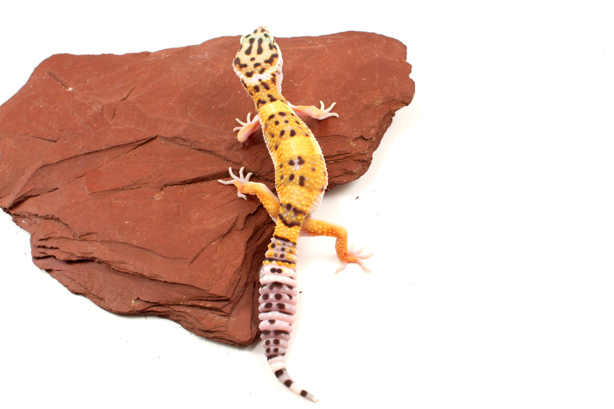 High Yellow Leopard Gecko