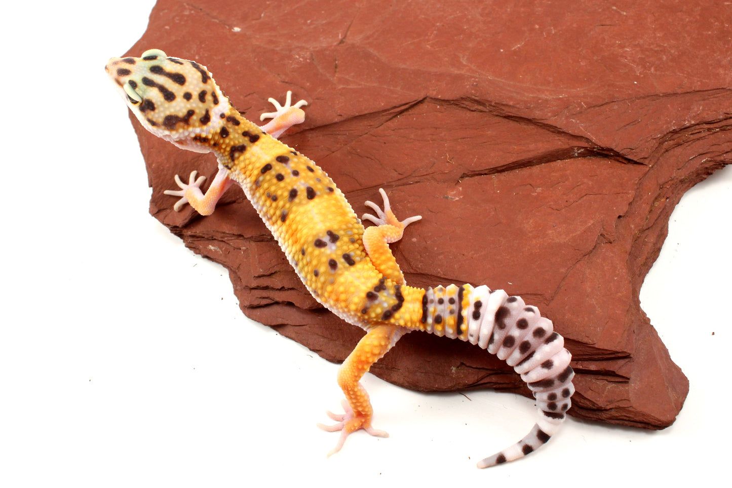 High Yellow Leopard Gecko