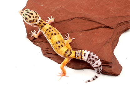 High Yellow Leopard Gecko