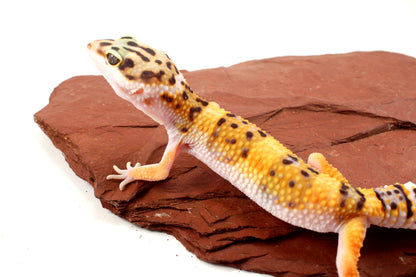 High Yellow Leopard Gecko