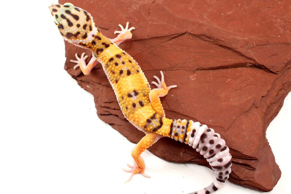 High Yellow Leopard Gecko