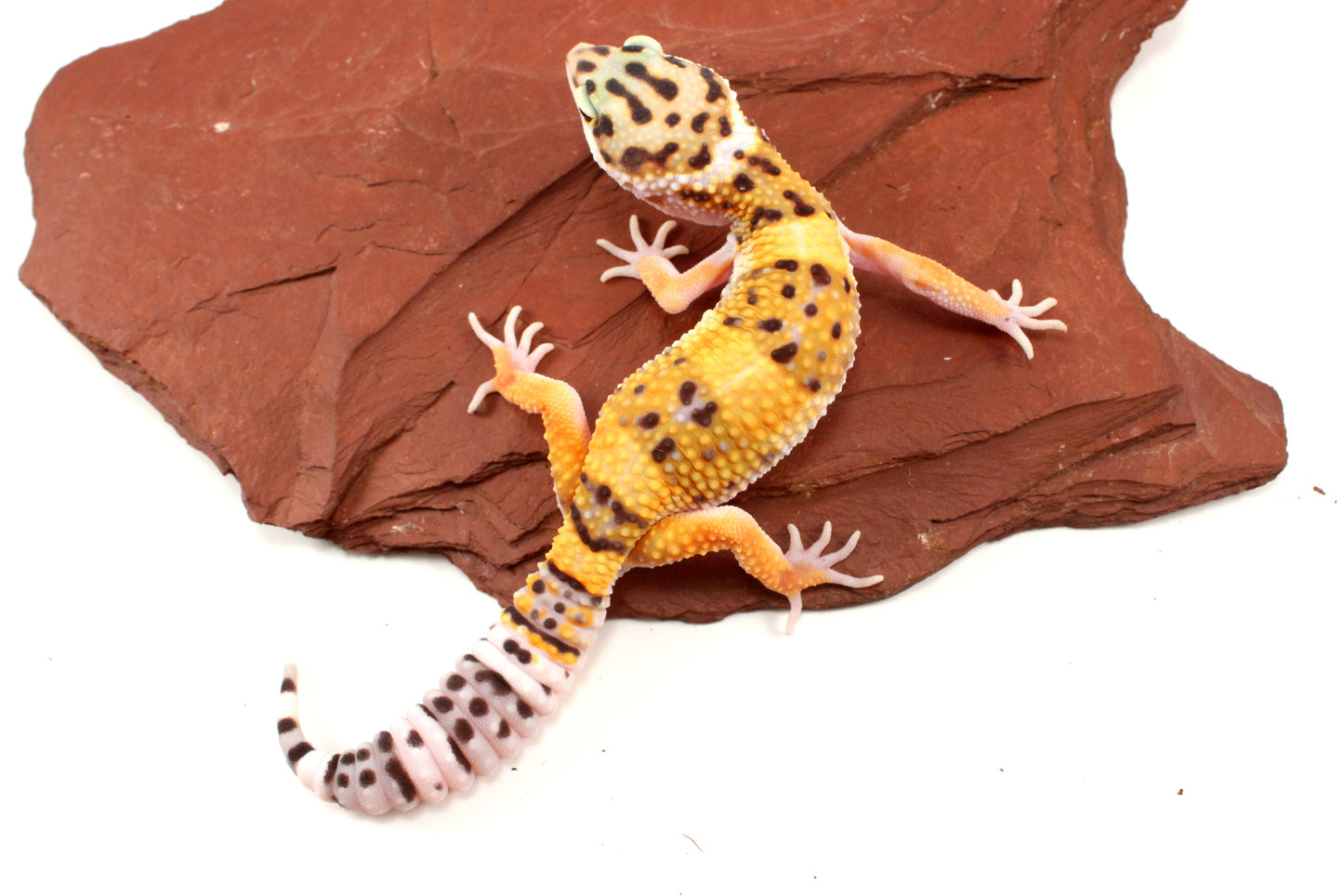 High Yellow Leopard Gecko