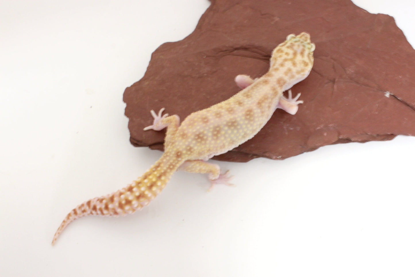 RAPTOR Leopard Gecko