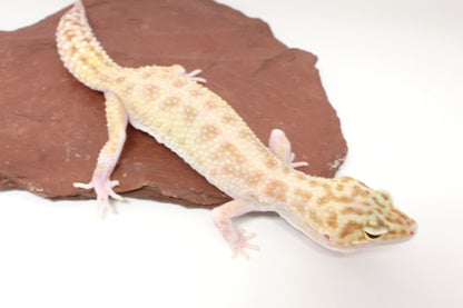 RAPTOR Leopard Gecko