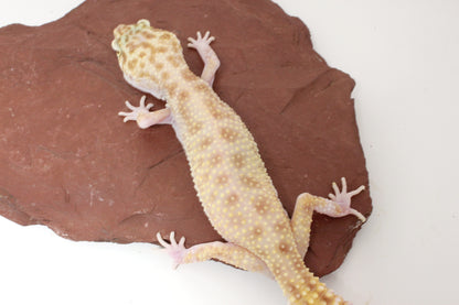 RAPTOR Leopard Gecko