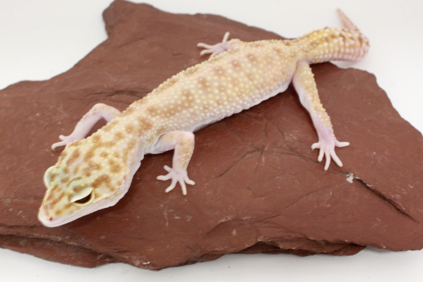 RAPTOR Leopard Gecko