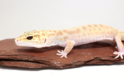 RAPTOR Leopard Gecko