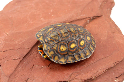 Ornate Wood Turtle