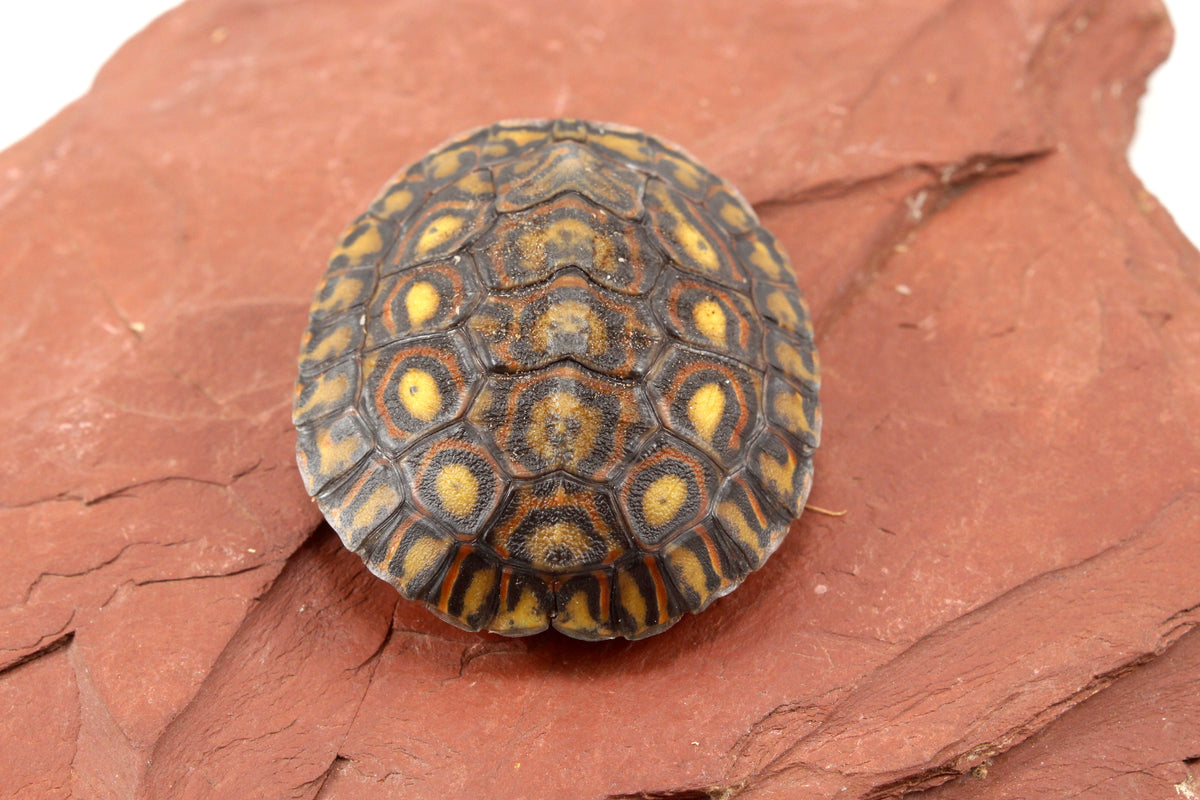 Ornate Wood Turtle