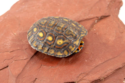 Ornate Wood Turtle