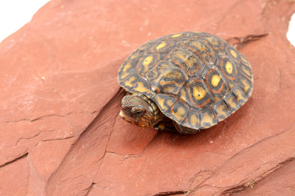 Ornate Wood Turtle