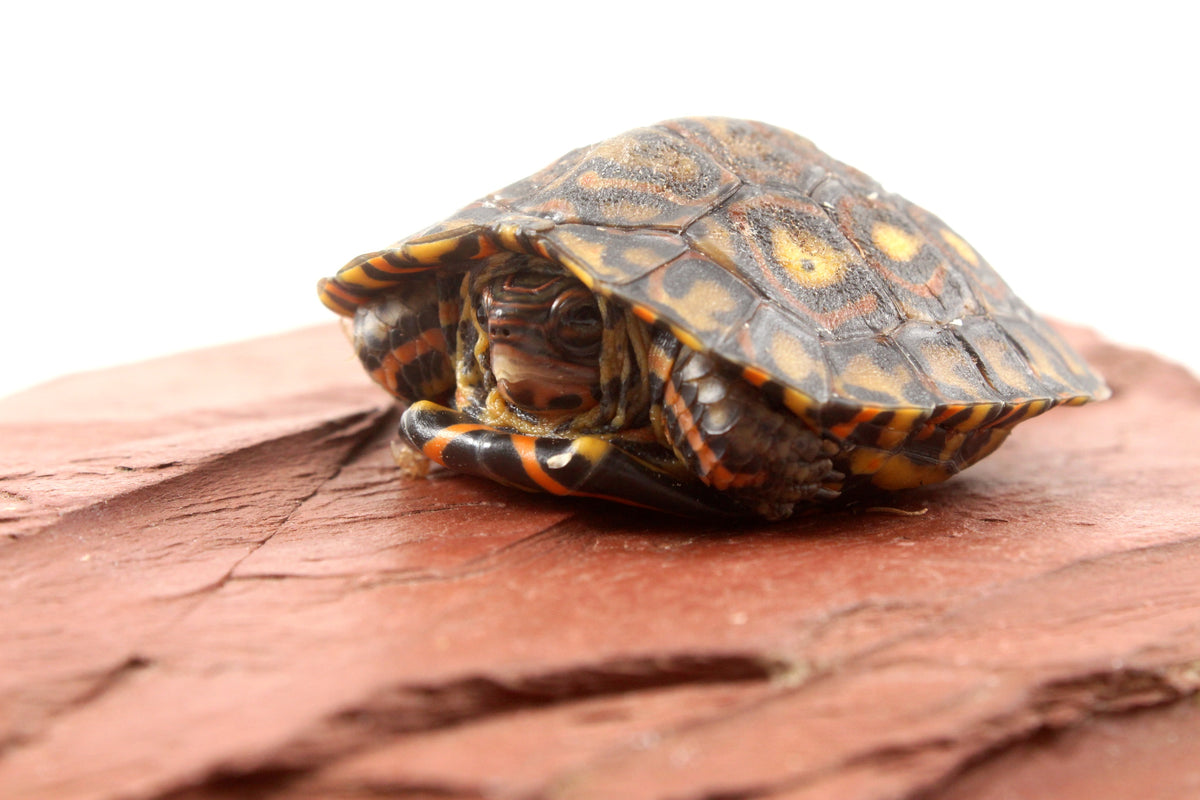 Ornate Wood Turtle