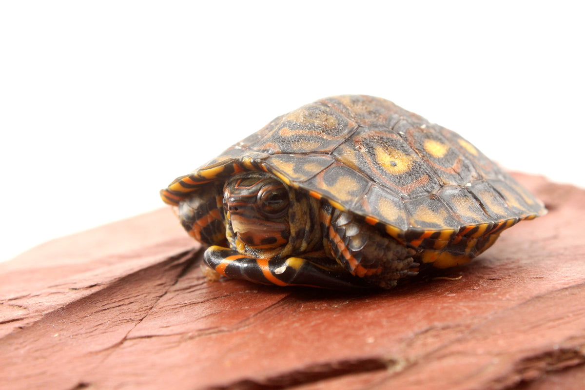 Ornate Wood Turtle